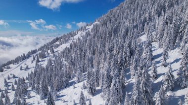 Beautiful mountain slope with snow-covered spruce trees above ski area. Stunning alpine landscape covered with fresh powder snow on a sunny winter day. Winter wonderland in the high altitude.