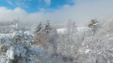 White forest tree canopies after first snowfall in late autumn season. Beautiful view of snowy countryside covered with first snowflakes in the beginning of cold winter season in November.