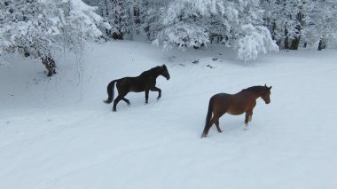 Two beautiful brown horses walking on a freshly snow-covered meadow. Winter wonderland at the hilly countryside. Dark brown stallion and chestnut mare during winter walk on a snowy pasture.