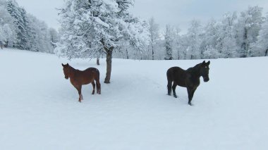 Two beautiful brown horses walking on a freshly snow-covered meadow. Winter wonderland at the hilly countryside. Dark brown stallion and chestnut mare during winter walk on a snowy pasture.