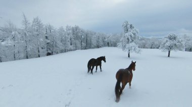 AERIAL: Dark brown stallion and chestnut mare running on meadow with fresh snow. Two beautiful horses enjoying on the pasture after freshly fallen snow. Winter wonderland at the hilly countryside.