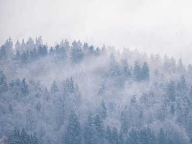 Snow-covered treetops revealing under misty remains of winter snowstorm clouds. Breath-taking view of beautiful forested hilly landscape after fresh snowfall with snow-covered trees hiding in mist.