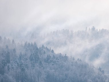 Misty remains of winter snowstorm clouds rolling over snow-covered treetops. Breath-taking view of beautiful forested hilly landscape after fresh snowfall with snow-covered trees hiding in mist.