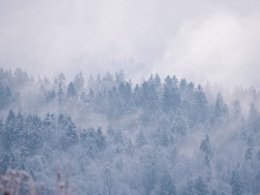Snowy forest treetops peeking through misty remains of winter snowstorm clouds. Beautiful winter view of lush forested hilly landscape after fresh snowfall with snow-covered trees hiding in mist.