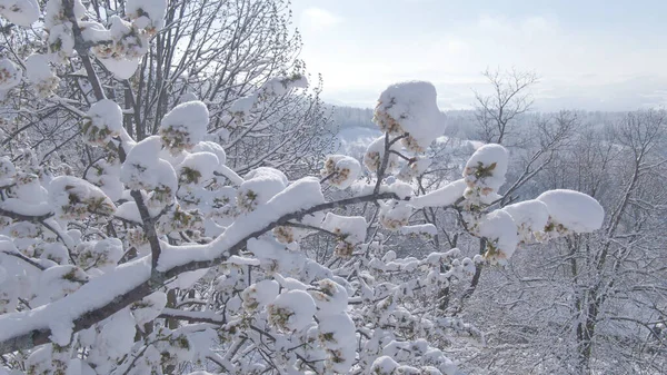 Icy Snow Piles Fruit Tree Canopy Filled Blossoms Fresh Powder — Foto de Stock
