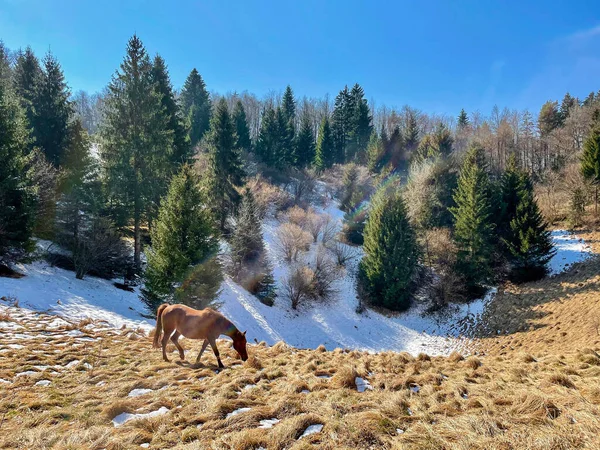 Lone Light Brown Horse Grazes Beautiful Countryside Sunny Winter Day — Foto de Stock