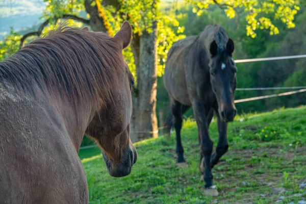 Two Adult Brown Horses Meet While Grazing Countryside Sunny Spring — Stock Photo, Image