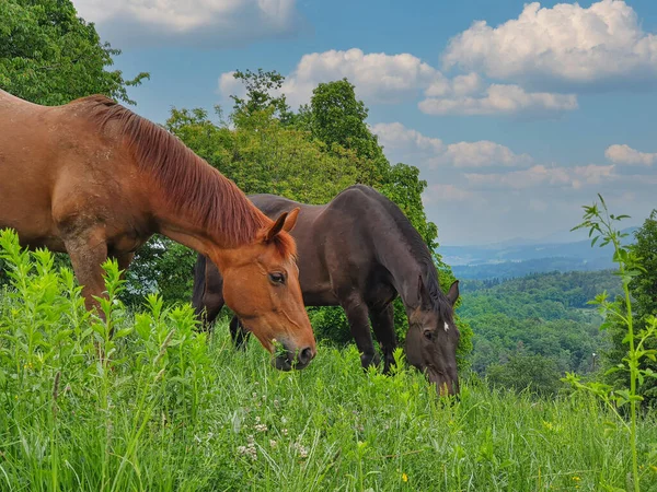 緑豊かな田園地帯の芝生の丘の上に 大人の茶色の馬2頭が放牧されています 鮮やかな色彩の春の風景の中で 雄大な雄獅子と雌馬が一緒に放牧される風景 — ストック写真