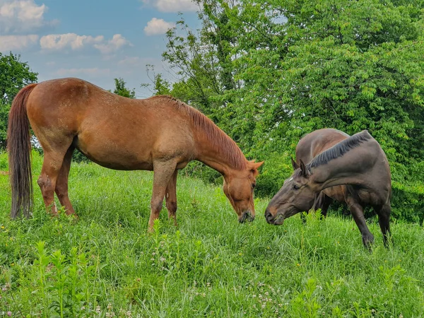 牧歌的な春の自然の中で放牧しながら 2頭の栗の馬の愛らしいショットを一緒に持っています オオムギとオオムギが一緒に来て 大きな牧場の遠隔地に放牧されています — ストック写真