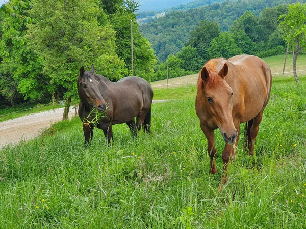 Two Strong Adult Horse Graze Long Grass Growing Meadow Next — Stock Photo, Image
