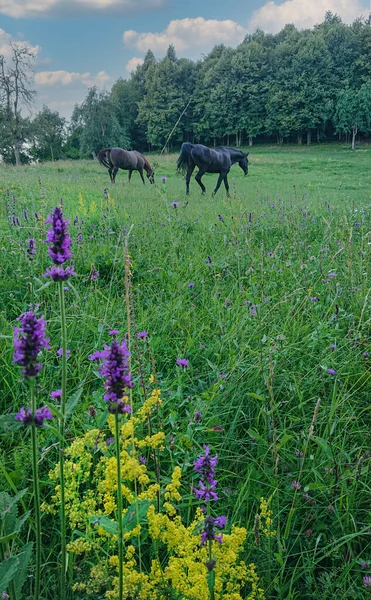 Two Dark Brown Horses Explore Graze Beautiful Blossoming Meadow Slovenia — Stock Photo, Image