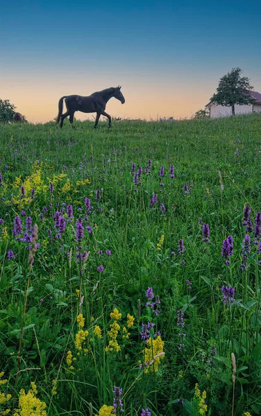 Beautiful Dark Brown Horse Walks Beautiful Blossoming Meadow Scenic Shot — Stock Photo, Image