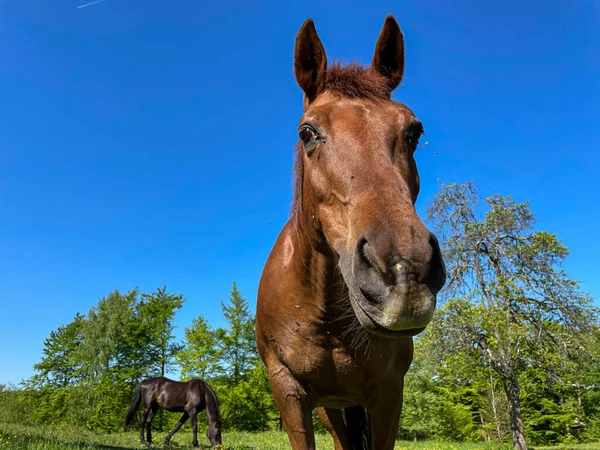 Curious Brown Horse Looks Camera While Grazing Meadow Sunny Spring — Foto de Stock