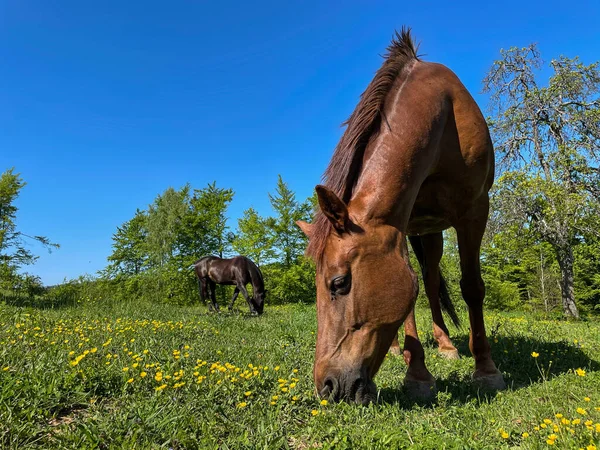 Two Brown Coated Horses Graze Idyllic Springtime Countryside Sunny Day — Foto de Stock