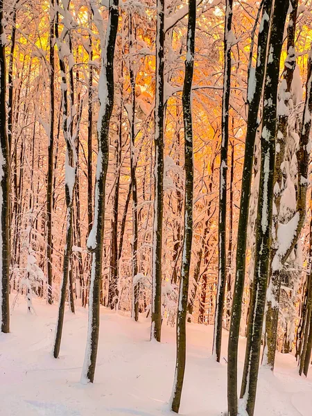 Orange Winter Evening Sunshine Illuminates Idyllic Forest Covered Fresh Snow — 图库照片