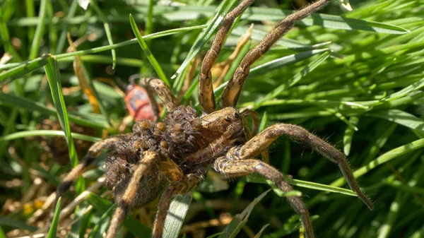 Close Dof Mother Spider Carries Young Hatchlings Her Back While — Stockfoto