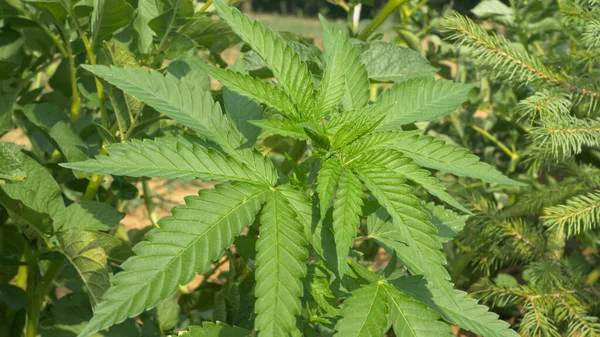 Close Växande Frodig Grön Cannabisväxt Prasslar Den Starka Sommarvinden Närbild — Stockfoto