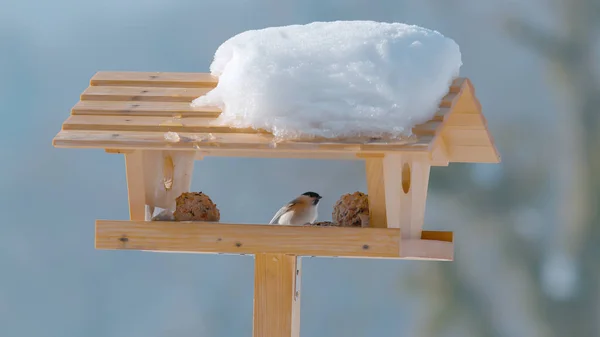 Close Dof Bird Sits Edge Wooden Birdhouse Cold Winter Day — Stock Photo, Image