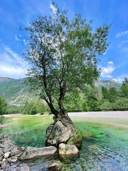 VERTICAL: Scenic shot of a willow tree atop a rock near the turquoise mountain stream in the famous Bovec valley. Ancient willow tree grows on top of a large stone on the riverbanks of Soca river.