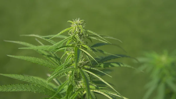 Close Dof Detailed View Growing Marijuana Plant Hidden Garden Lush — Stock Photo, Image