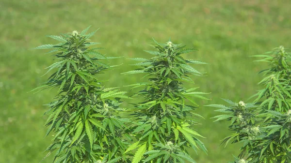 Close Dof Illegal Marijuana Plants Grow Out Pots Sitting Someone — Stock Photo, Image