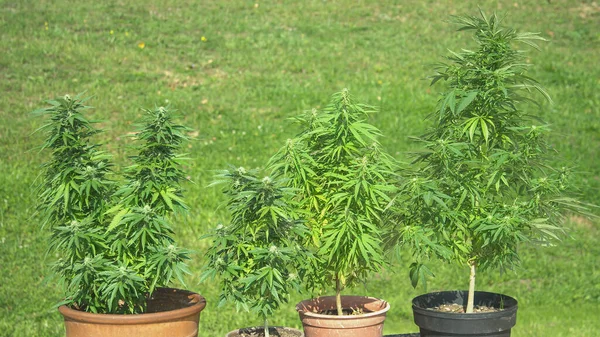 Close Dof Homegrown Indica Sativa Weed Plants Sway Warm Breeze — Stock Photo, Image