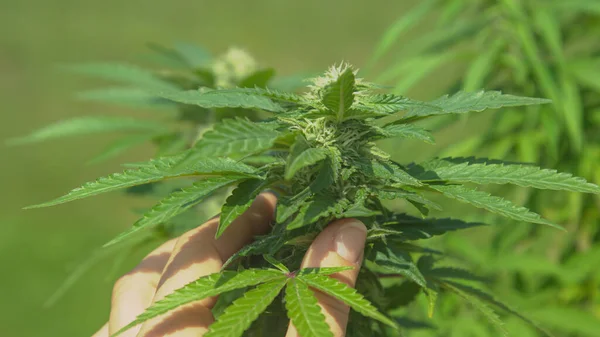 Close Dof Unrecognizable Female Gardener Examines Leaves Budding Marijuana Plant — Stock Photo, Image