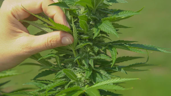 Close Dof Female Gardener Plucks Leaf Homegrown Marijuana Plant Unrecognizable — стоковое фото