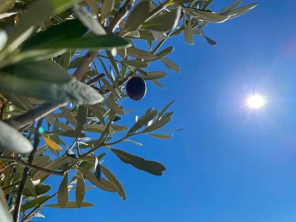 Close Dof Lens Flare Olive Tree Canopy Ready Harvest Rustles — Stock Photo, Image