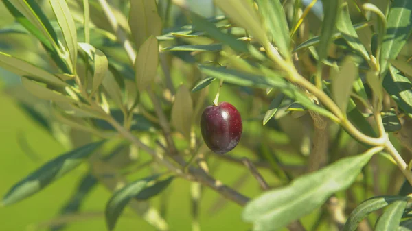 Close Dof Detailed View Purple Olive Swaying Olive Branches Warm — Stock Photo, Image