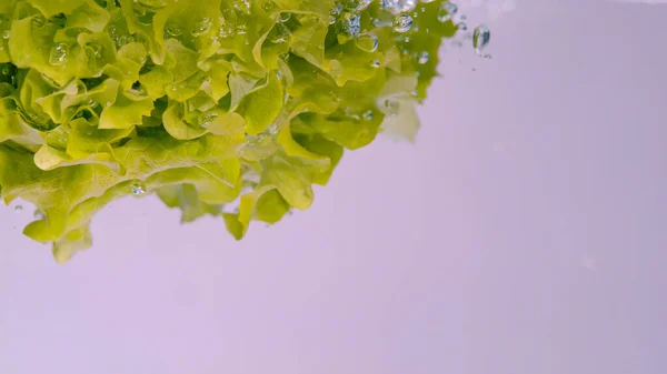 Close Copy Space Head Romaine Lettuce Falls Container Full Fresh — Stock Photo, Image