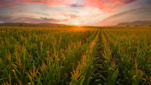 Aerial Lens Flare Flying Vast Field Corn Ready Harvest Picturesque — Stock Photo, Image