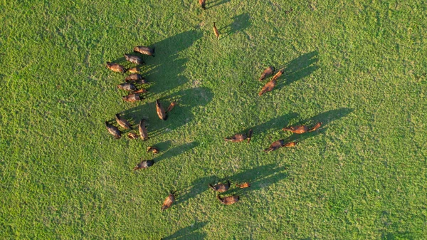Idyllic Drone Shot Herd Horses Scattered Golden Lit Countryside Flying — Zdjęcie stockowe
