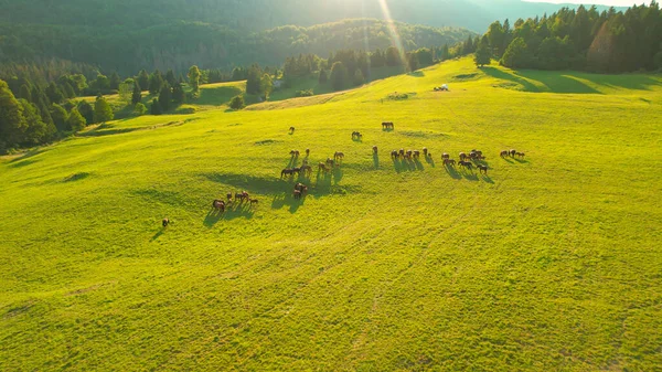 Aerial Lens Flare Scenic Drone Point View Young Adult Horses — Stock Photo, Image
