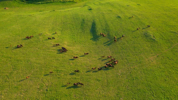 Flying High Herd Brown Foals Adult Horses Grazing Vast Pasture — Foto de Stock
