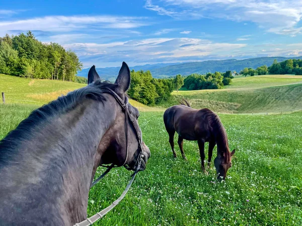 Pov Riding Dark Brown Horse Mare Grazing Blooming Meadow Scenic — Stock Photo, Image