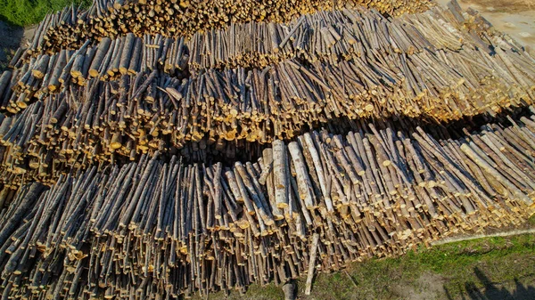 수없이 소나무 통나무들이 준비가 공장에서 국제적 수출을 준비하고 가공된 통나무 — 스톡 사진