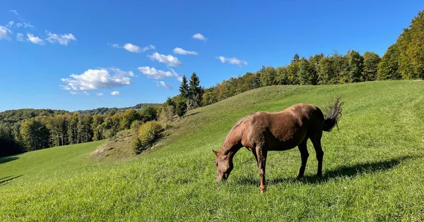 晴れた夏の日には 穏やかなスロベニアの田舎で野生の種牡馬の牧草地があります 快適な春の日差しの中で広大な緑の牧草地で雄大な光茶色の馬の放牧 — ストック写真