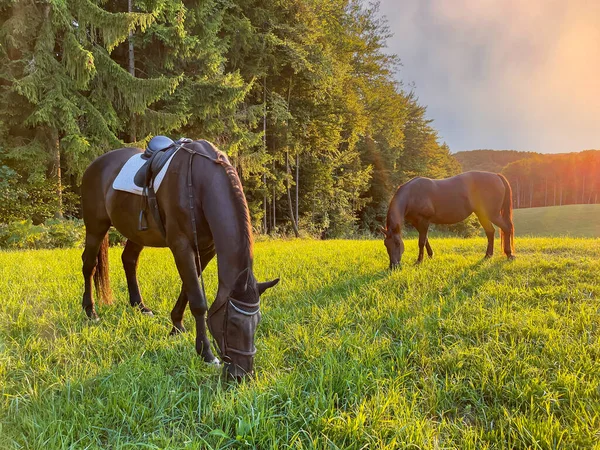 Aerial Lens Flare Scenic Drone Point View Young Adult Horses — Stock Photo, Image