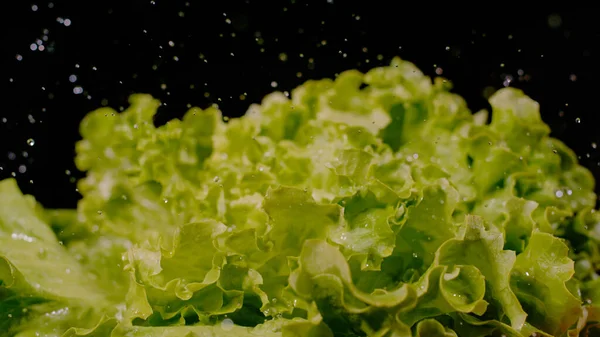 CLOSE UP, BOKEH: Water drops falling over fresh green lettuce with black background. Fresh and healthy green lettuce leaves sprayed with water droplets. Sprinkled leafy salad in shallow focus.