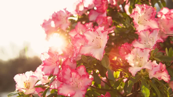 Sun Rays Gently Touching Beautiful White Azalea Flowers Bright Beautiful — Zdjęcie stockowe
