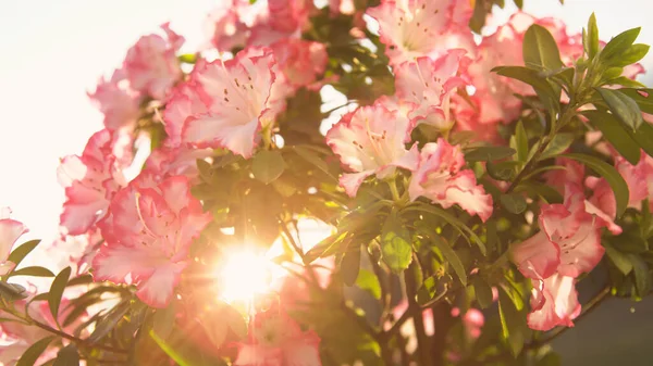 Sun Rays Shining Blooming Azalea White Flowers Bright Beautiful Azalea - Stock-foto
