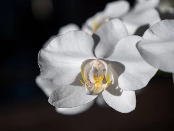 Close Detailed View Delicate White Orchid Flower Dark Background Blossoming — Stock Photo, Image