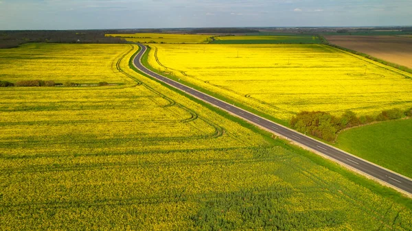 Aerial Asphalt Highway Road Surrounded Yellow Fields Rapeseed Springtime Asphalt — Stok fotoğraf