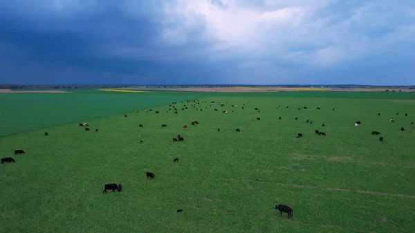 Aerial Large Herd Cattle Pasturing Green Meadow Cloudy Summer Day — Stock Photo, Image