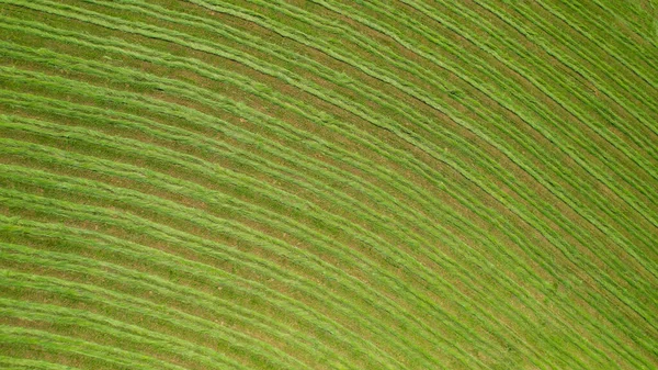 AERİAL, TOP Down: yeşil çayır yeni biçilmiş saman deseni ile yem için. Samanların hazırlanması için güzelce dizilmiş çimenler. Çimenler tarla biçme makineleriyle biçtikten sonra sıra sıra dizilmiş..