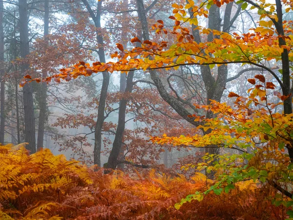 霧深い森の中で 秋の色鮮やかな色合いに輝く緑豊かな森の葉 秋の気分と霧の日に美しい秋の色付きの森 鮮やかなオレンジ色の黄色の色合いの森の葉を着色 — ストック写真