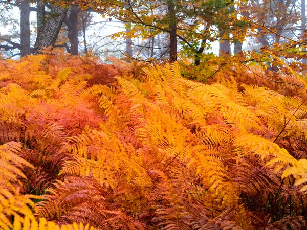 Changing Leaves Eagle Fern Orange Shades Fall Season Misty Forest — Zdjęcie stockowe