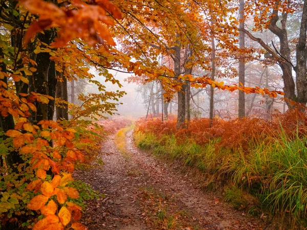 Лесная Дорога Окруженная Разноцветной Листвой Капризный Осенний День Великолепный Лесной — стоковое фото