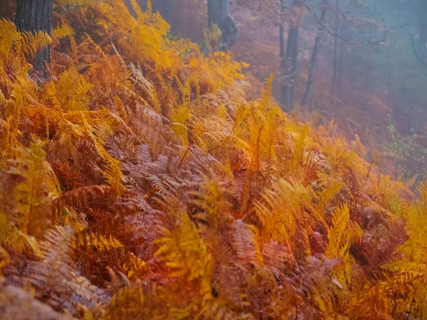 秋の霧深い森の中の黄金色の色合いで緑豊かなワシのシダの葉 霧の多い日には秋の森を感じながら 暖色系のパレットに輝く美しいシダの葉 — ストック写真